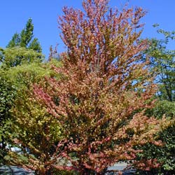 Caramel tree
